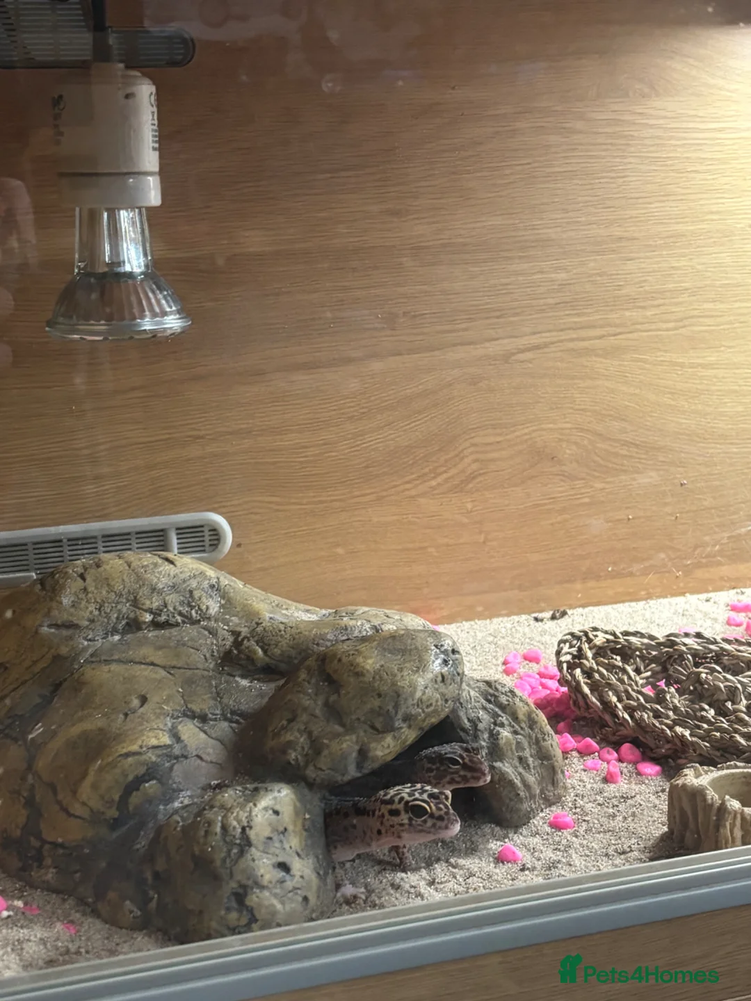 Leopard Gecko reptiles for sale: Pair of leopard geckos - Advert 1