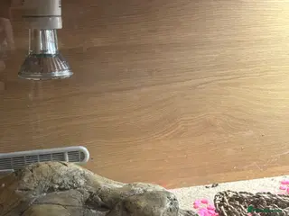 Leopard Gecko reptiles Pair of leopard geckos - Advert 1