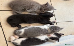 Russian Blue cats for sale: Russian blue READY TO GO in Derby - Image 1