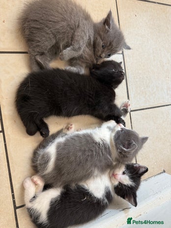 Russian Blue cats in Derby - Advert 11