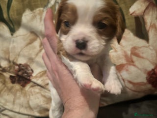 Mixed Breed dogs Cockalier puppies - Advert 14