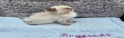 Ragdoll cats for sale: GCCF Registered Ragdoll Kittens  - Advert 10