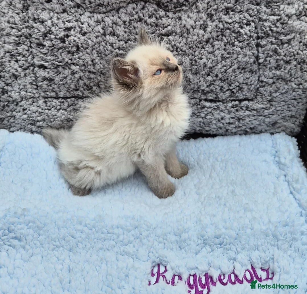Ragdoll cats for sale: GCCF Registered Ragdoll Kittens  - Advert 10
