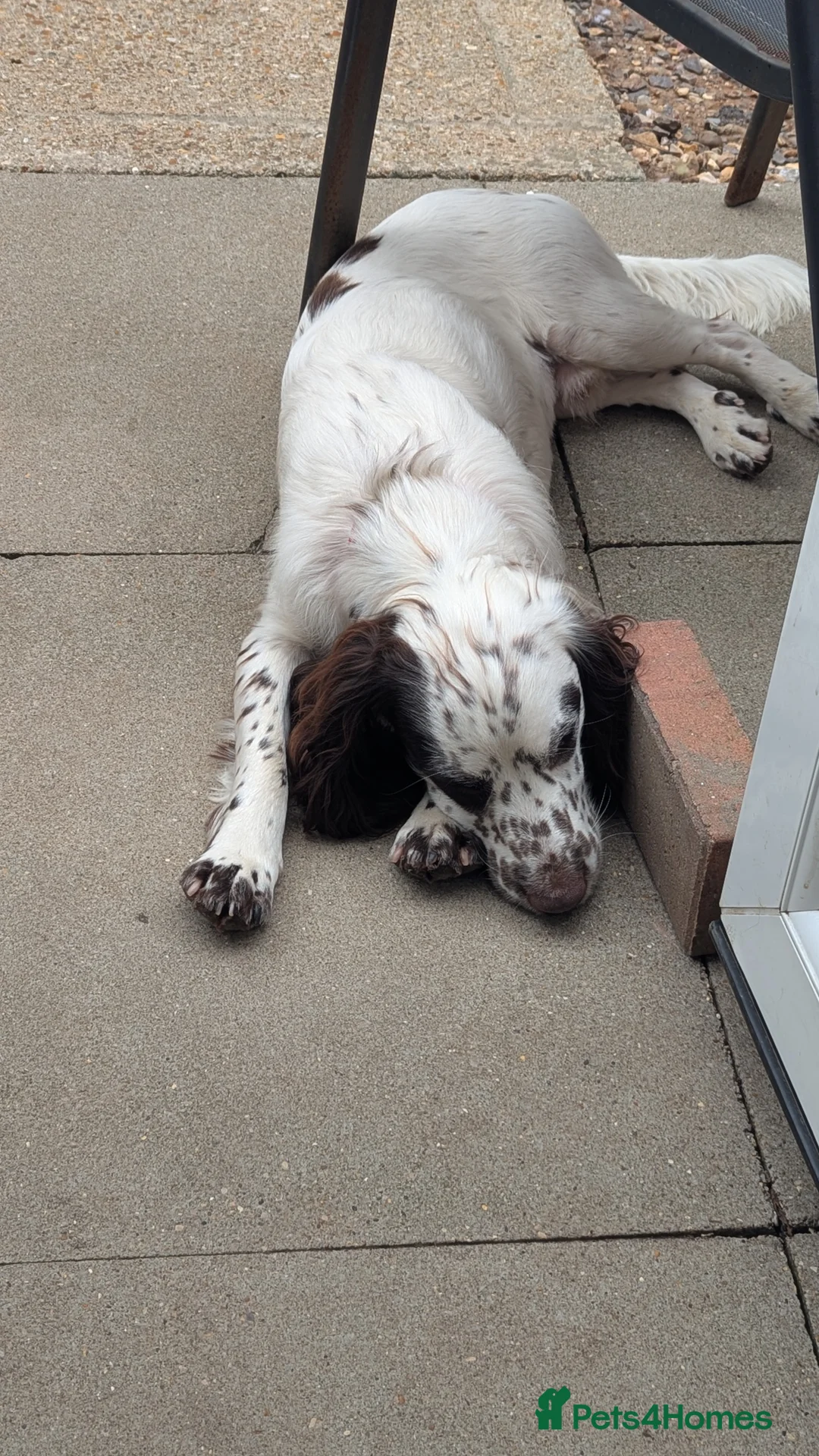 Sprocker dogs for sale: Murphy - Advert 7
