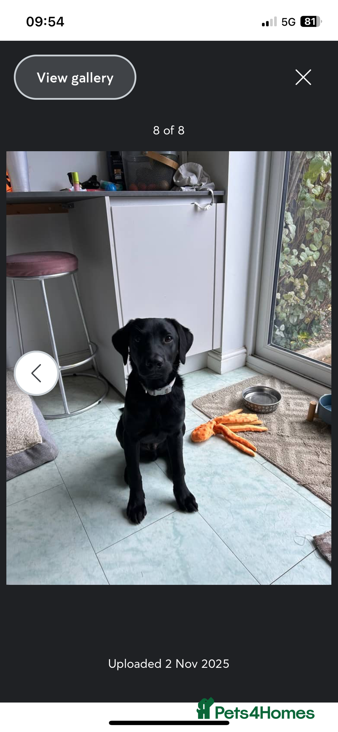 Labrador Retriever dogs for sale: Joey  - Advert 6