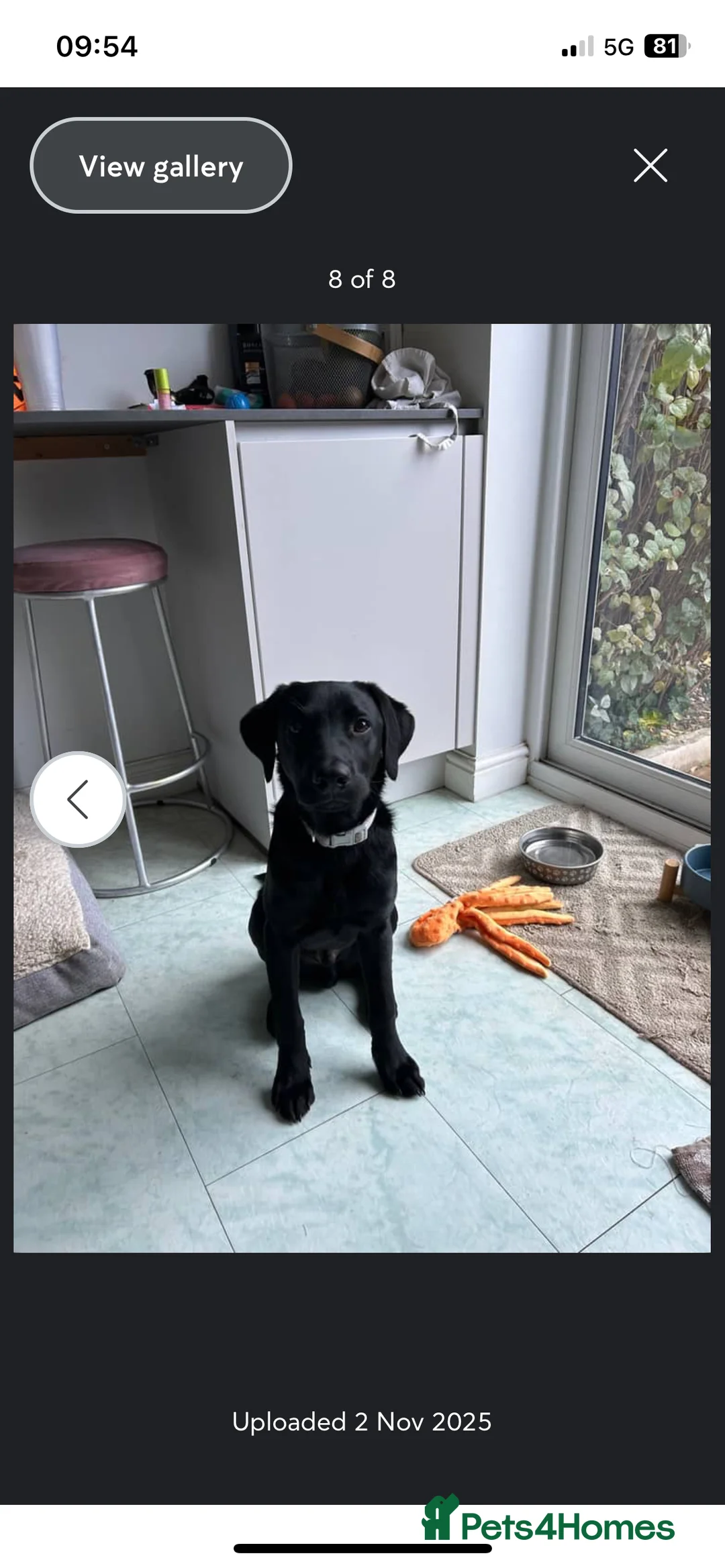 Labrador Retriever dogs for sale: Joey  - Advert 6