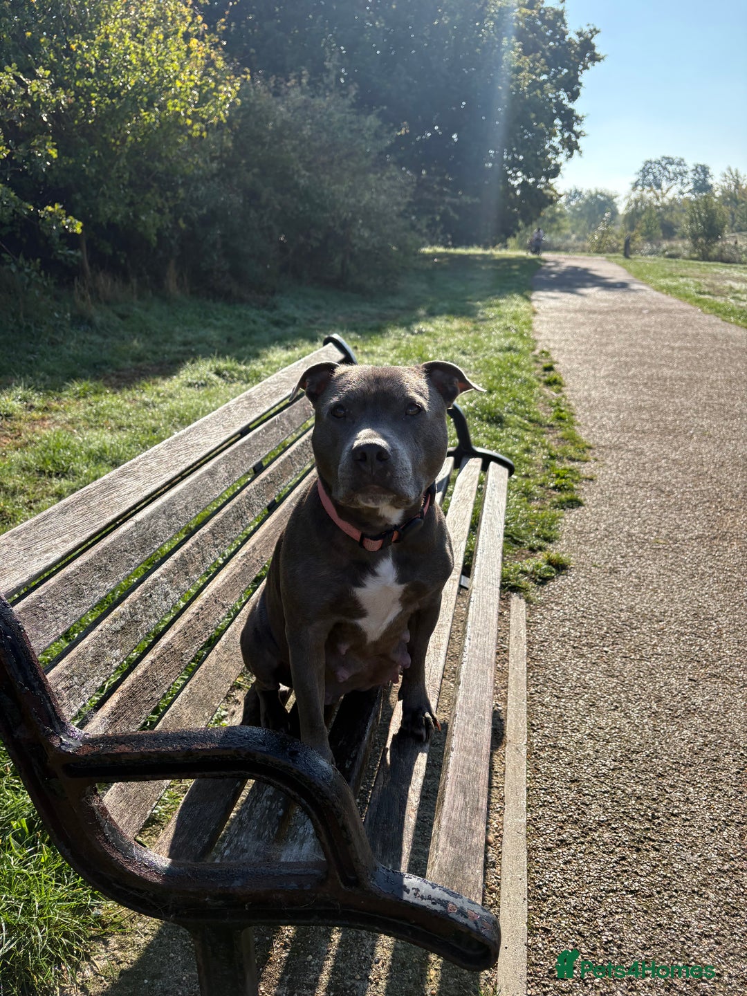 Staffordshire Bull Terrier dogs for sale: Dw Kc registered Blue Staffordshire Bull Terriers. - Advert 5