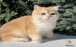 British Shorthair cats for sale: World Class Golden BSH/BLH Chinchilla, Shaded & CP - Image 17