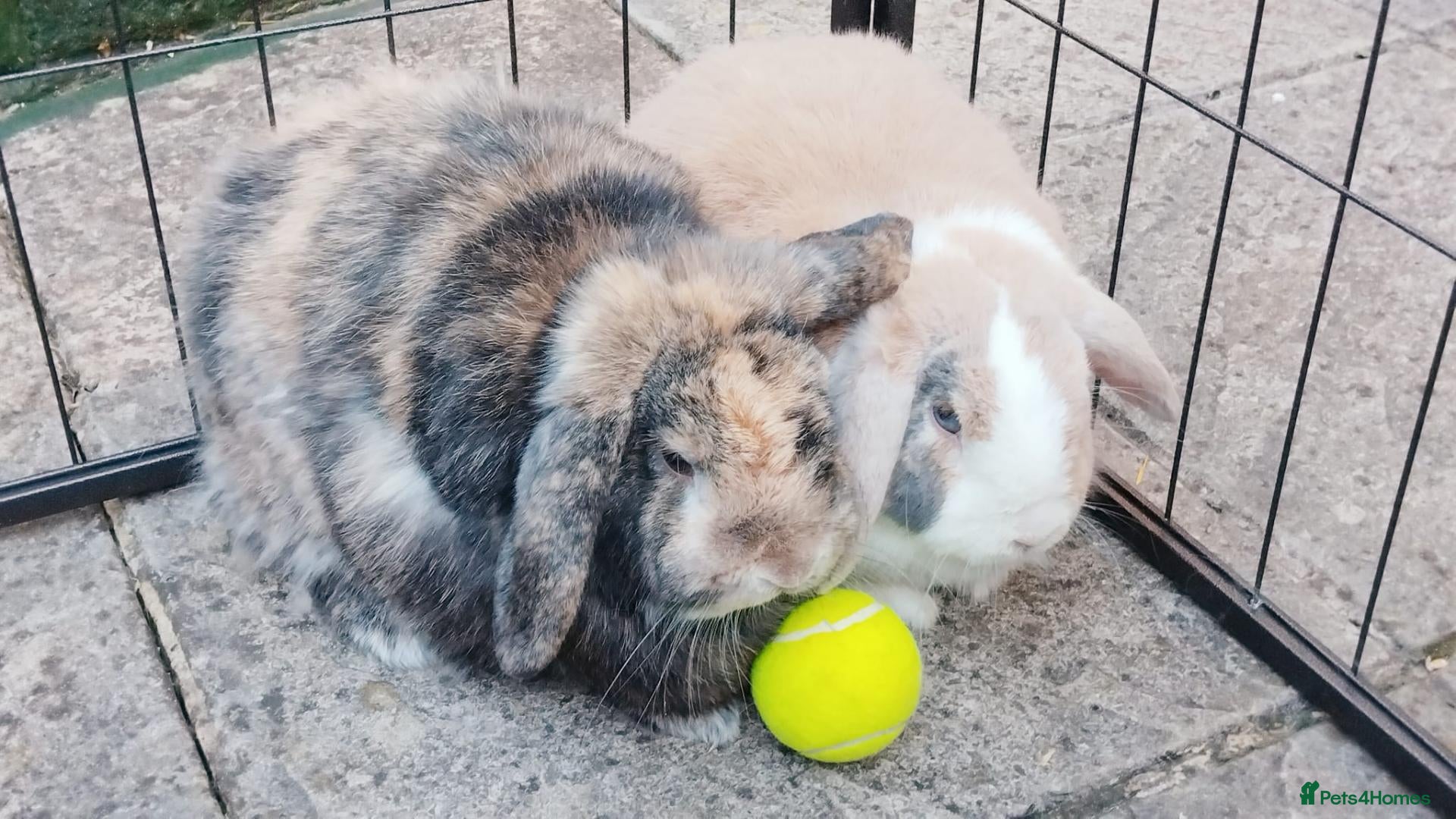 Dwarf Lop rabbits for sale: 2 Rabbits for Sale both castration and vaccinated - Advert 1