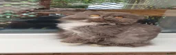 Persian cats for sale: Pure Persian long hair kitten  - Advert 1