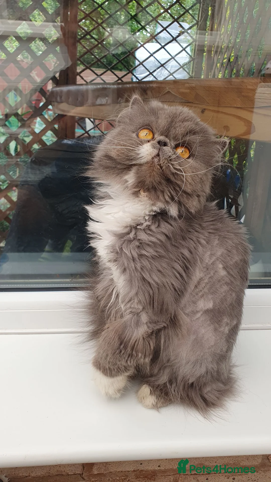 Persian cats for sale: Pure Persian long hair kitten  - Advert 1