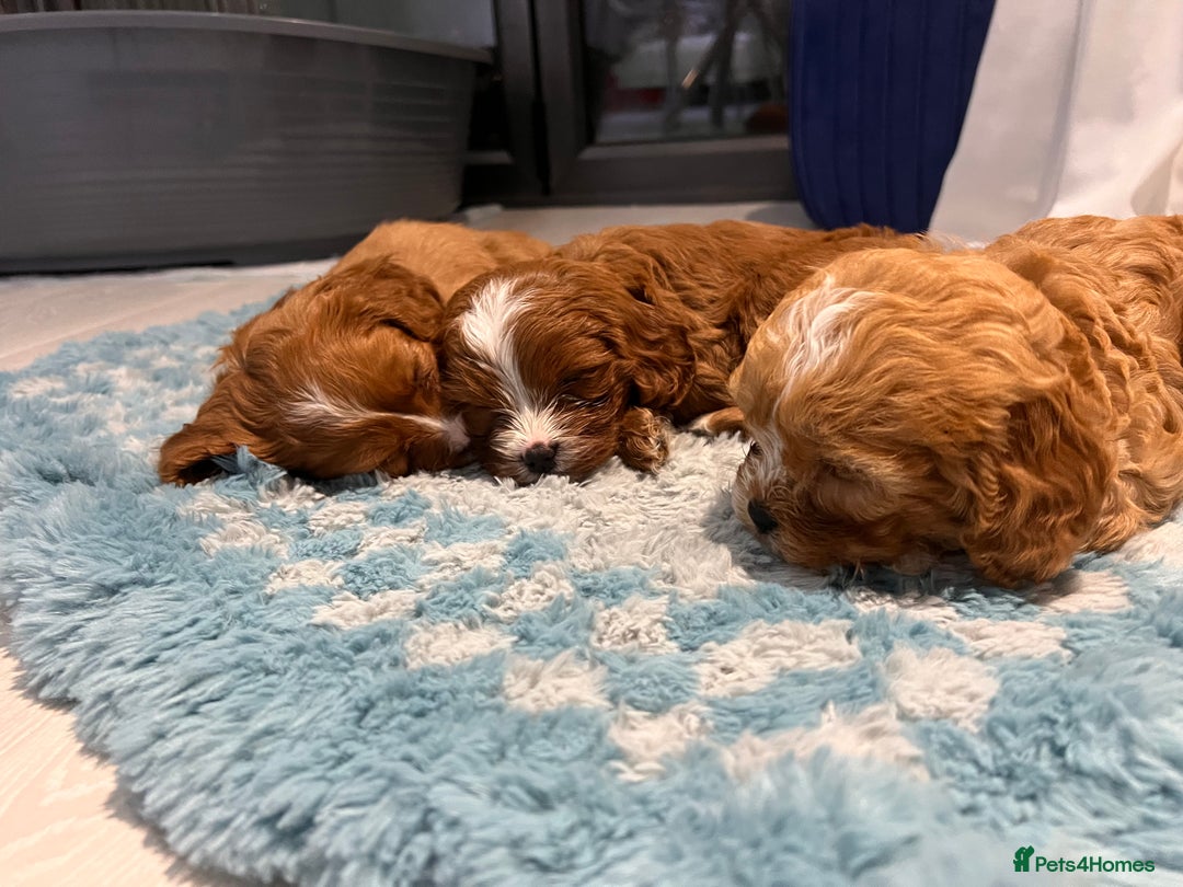 Cavapoo dogs for sale: Cavapoo Puppies - Advert 1