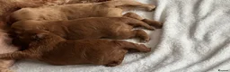 Mixed Breed dogs for sale: Miniature labradoodle/cockapoo - Advert 6