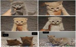 British Shorthair cats for sale: British shorthair kittens and scotish fold  - Image 1