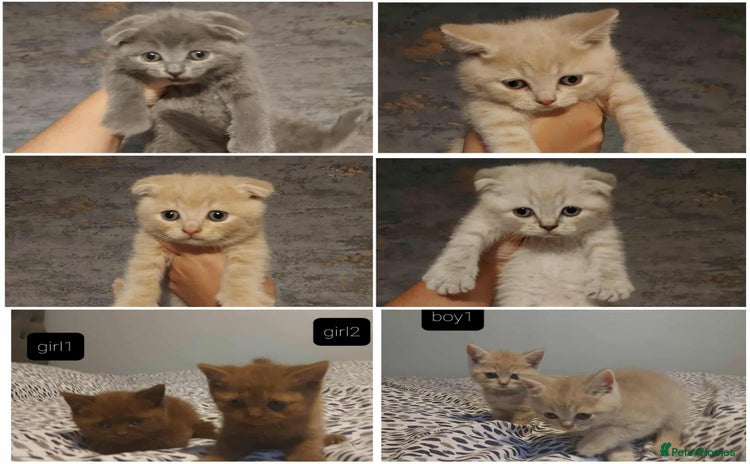 British Shorthair cats - Advert 1