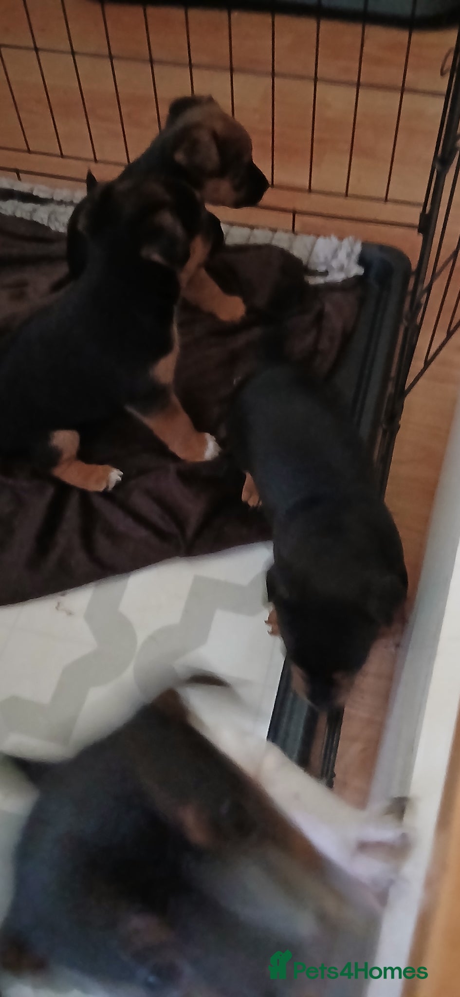 Jack Russell dogs for sale: Smooth coat jack russell pups - Advert 6