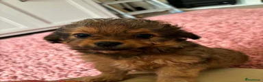 Chipoo 1