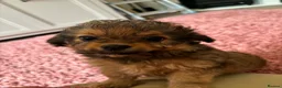 Chipoo dogs for sale: Beautiful Chipoo Girls. Looking for 100% Homes. - Advert 9