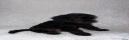 Yorkiepoo dogs for sale: Yorkiepoo pups - Advert 13