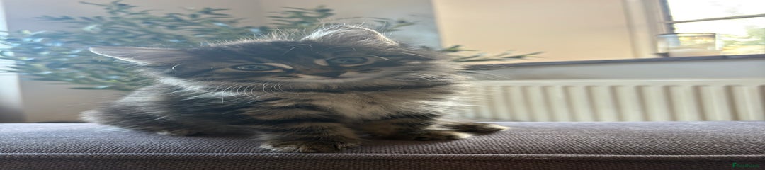 Fluffy Tabby Kitten 