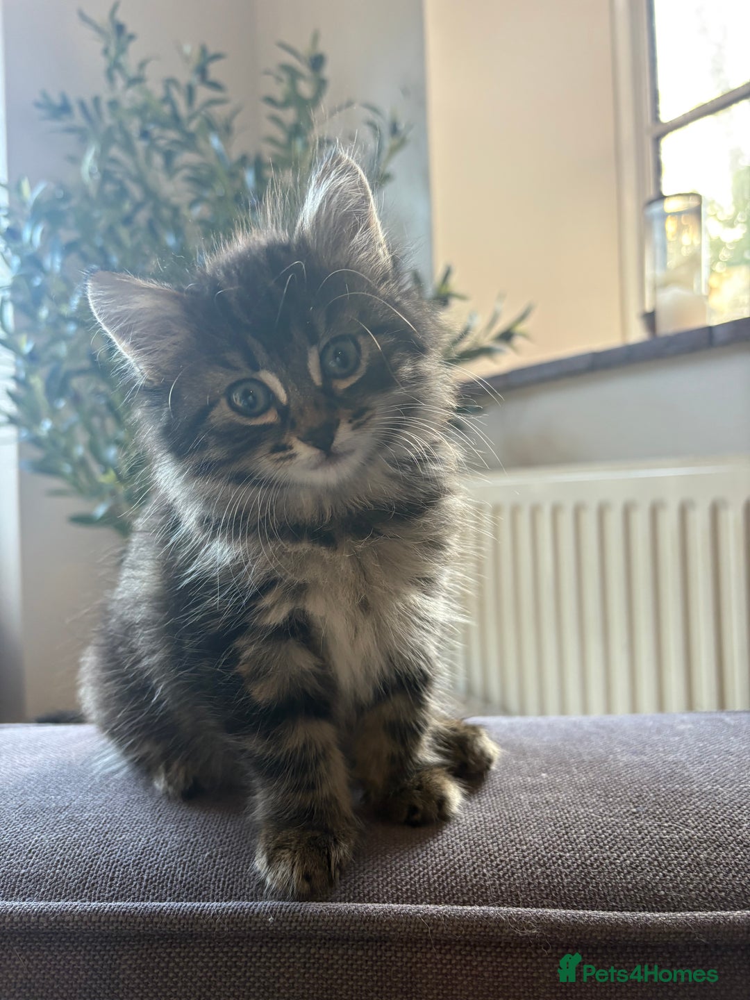 Ragdoll cats for sale: Beautiful Half Ragdoll Kittens - Image 1