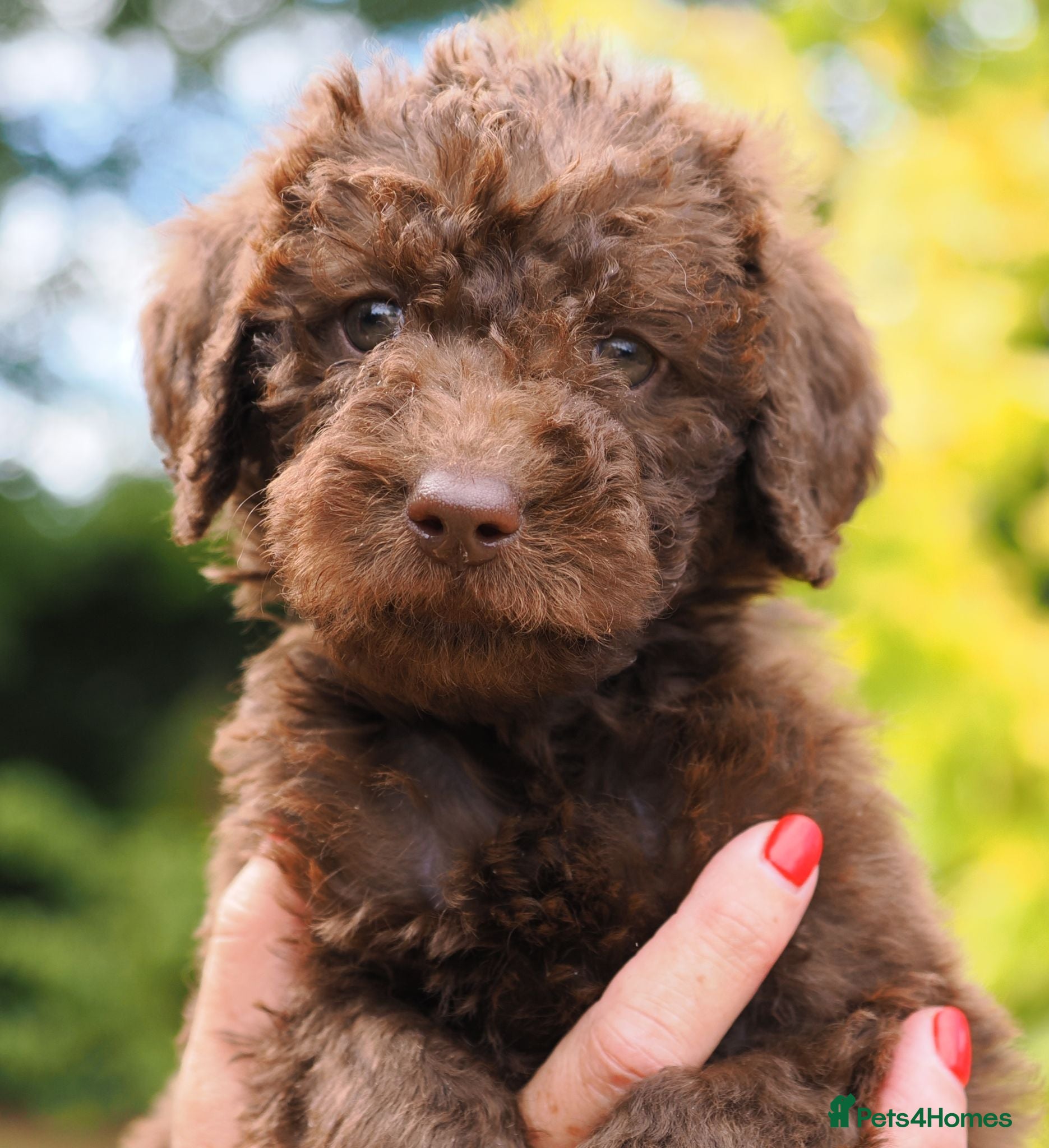 Labradoodle dogs Labradoodles Mini/Midi Puppies Multi Gen 7 weeks!  - Advert 2