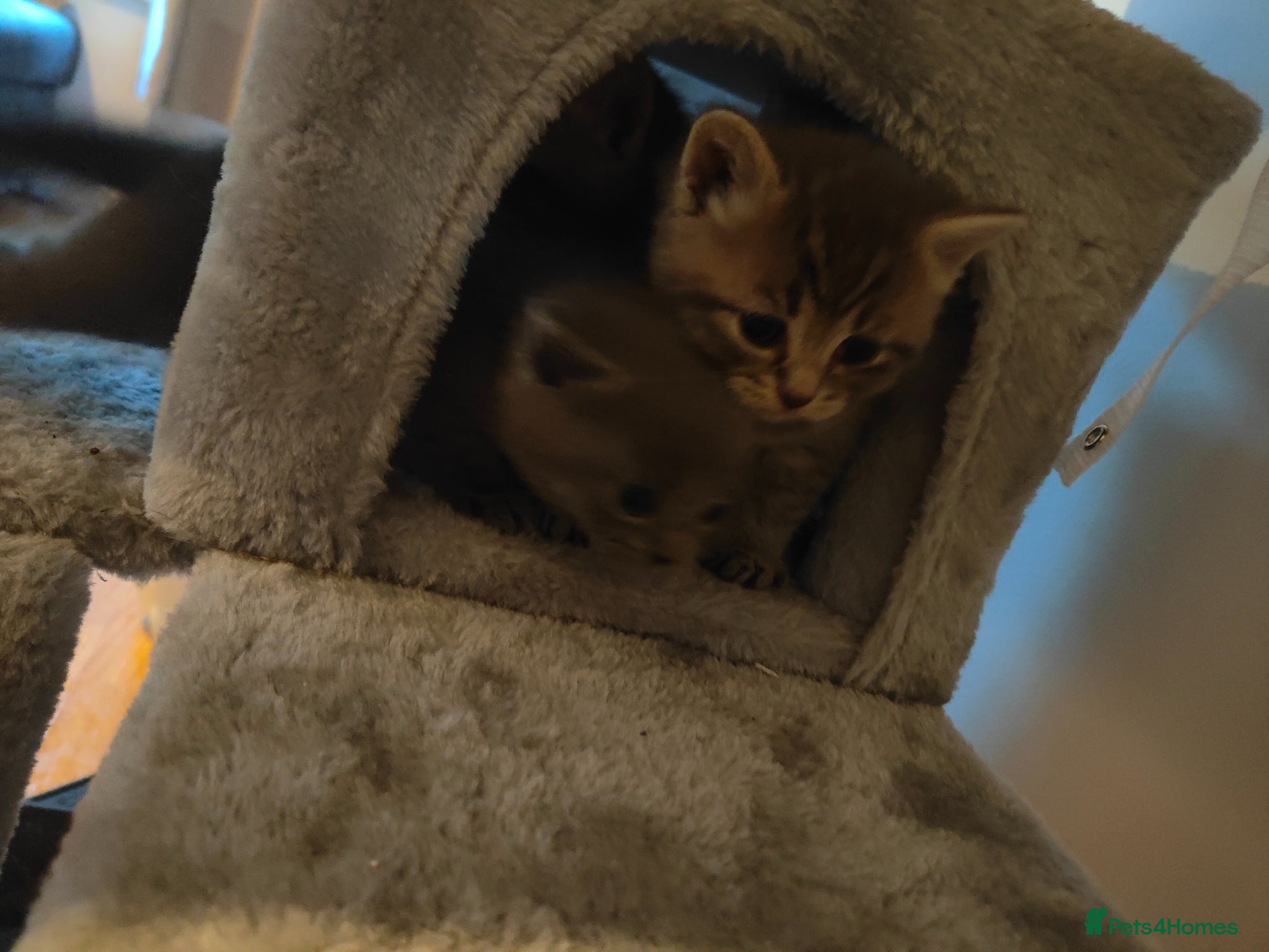 British Shorthair cats for sale: Beautiful British Shorthair Gorgeous kittens in London - Advert 6