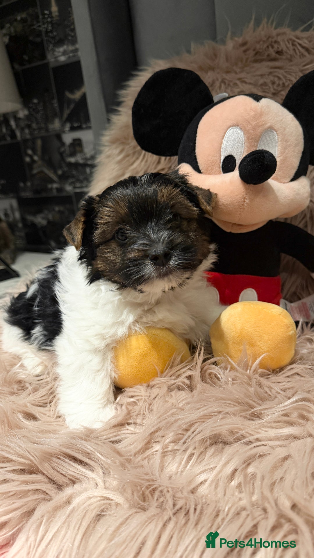 Biewer Terrier dogs for sale: Beautiful boys Biewer ready now  - Advert 13