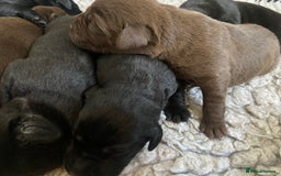 Labrador Retriever dogs for sale: KC registered Labrador pups ready October  - Image 17
