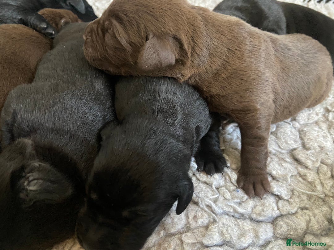 Labrador Retriever dogs for sale: KC registered Labrador pups ready October  - Image 17