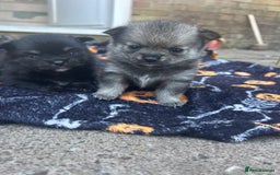 Pomchi dogs for sale: 3 pomchis looking for there forever homes 🐶 - Image 1