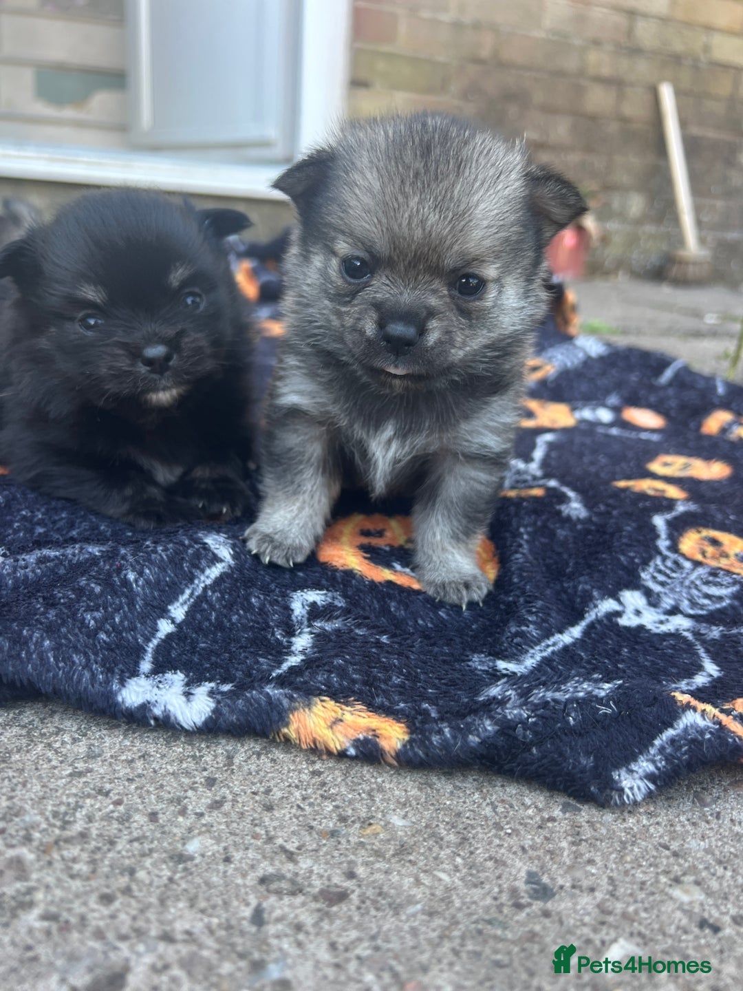 Pomchi dogs for sale: 3 pomchis looking for there forever homes 🐶 - Image 1