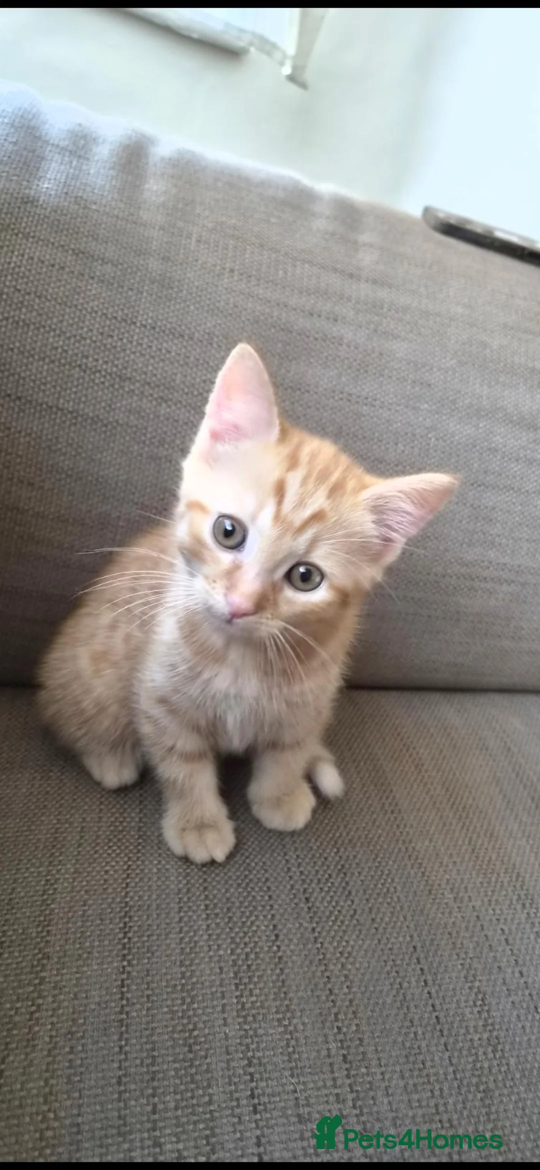 Mixed Breed cats for sale: Lovely kittens in London - Advert 17