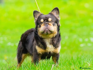 French Bulldog dogs in Abertillery - Advert 1