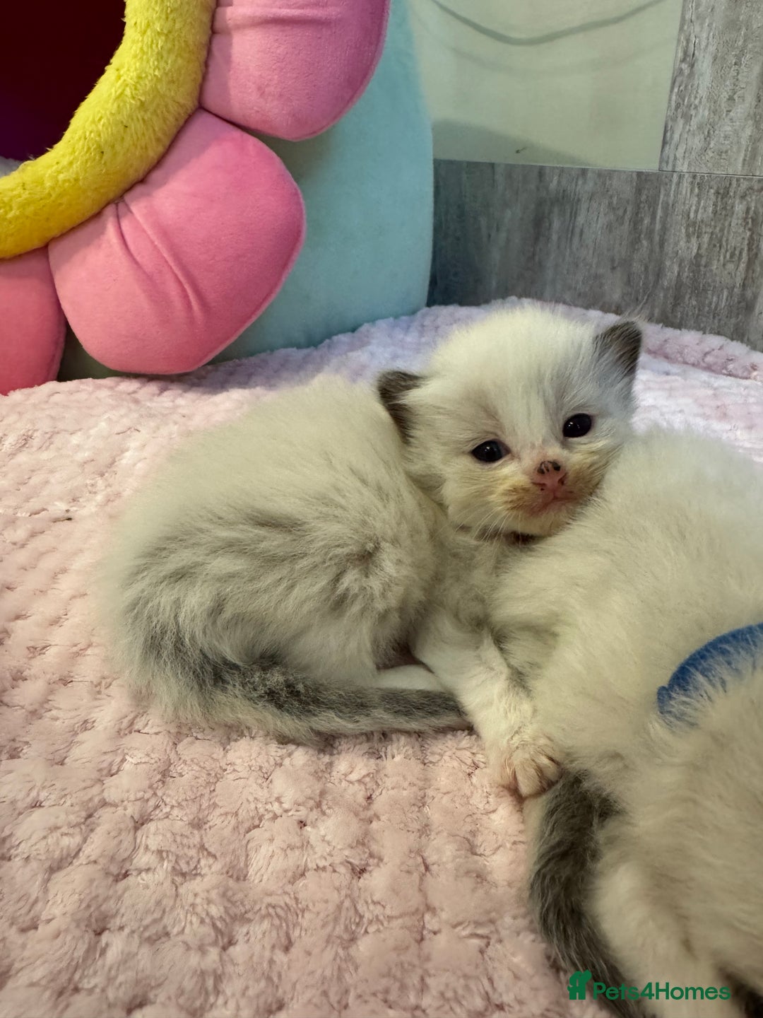 Ragdoll cats for sale: Beautiful Ragdoll Kittens  - Image 19