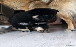 Eurasier dogs for sale: Eurasier Puppies KC Registered in Northampton - Image 13