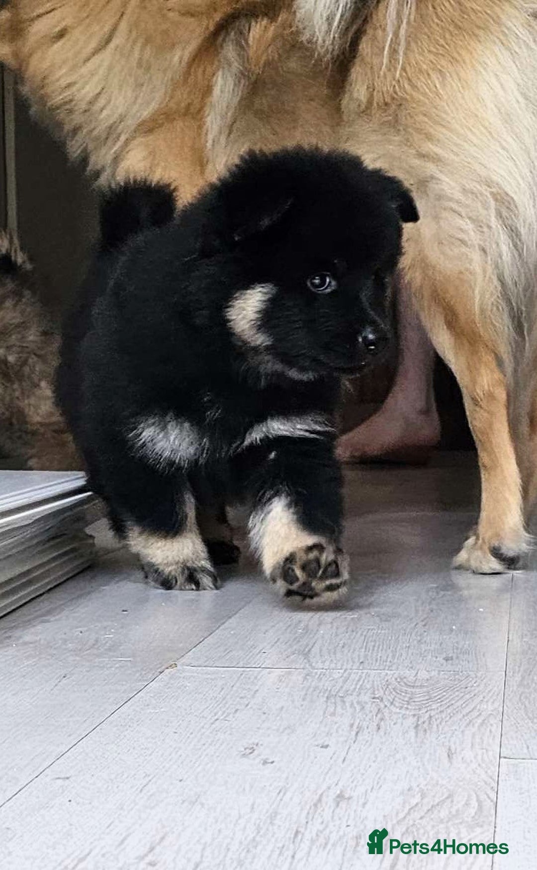 Eurasier dogs for sale: Eurasier Puppies KC Registered in Northampton - Image 13