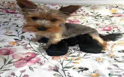 Yorkshire Terrier dogs for sale:    KC registered pedigree YorkshireTerrier Puppies - Image 8