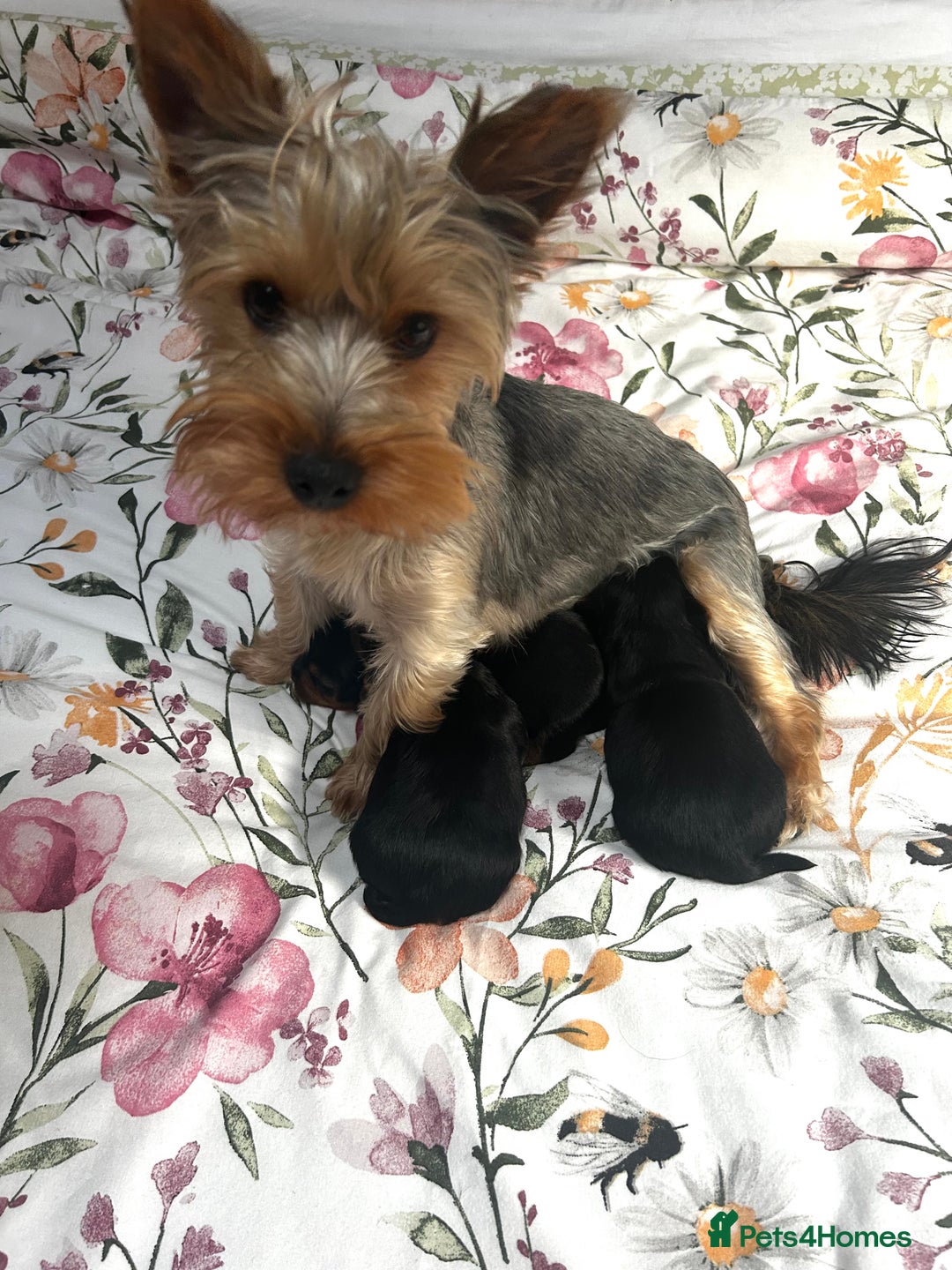 Yorkshire Terrier dogs for sale:    KC registered pedigree YorkshireTerrier Puppies - Image 8