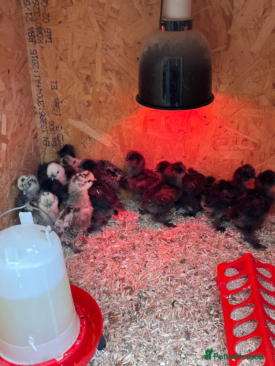 Chickens poultry for sale: Chicks, Hens hatching eggs - Advert 40