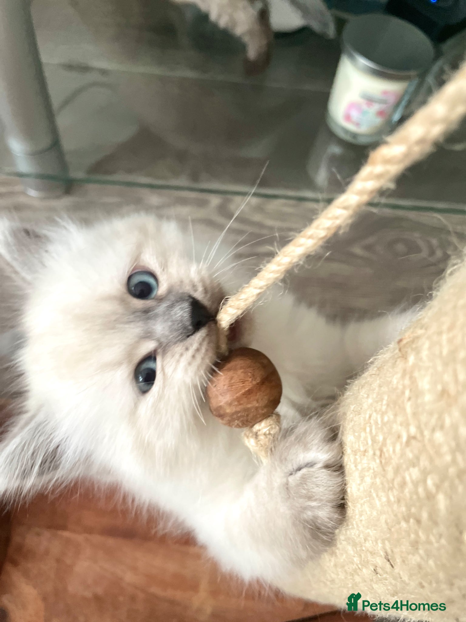 Siberian cats for sale: 2 Pure Neva Masquerade kittens available  - Advert 4