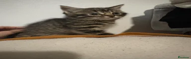 British Shorthair Kitten 3