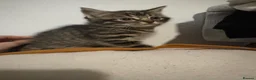 British Shorthair cats for sale: 3 tabby kittens - Advert 2