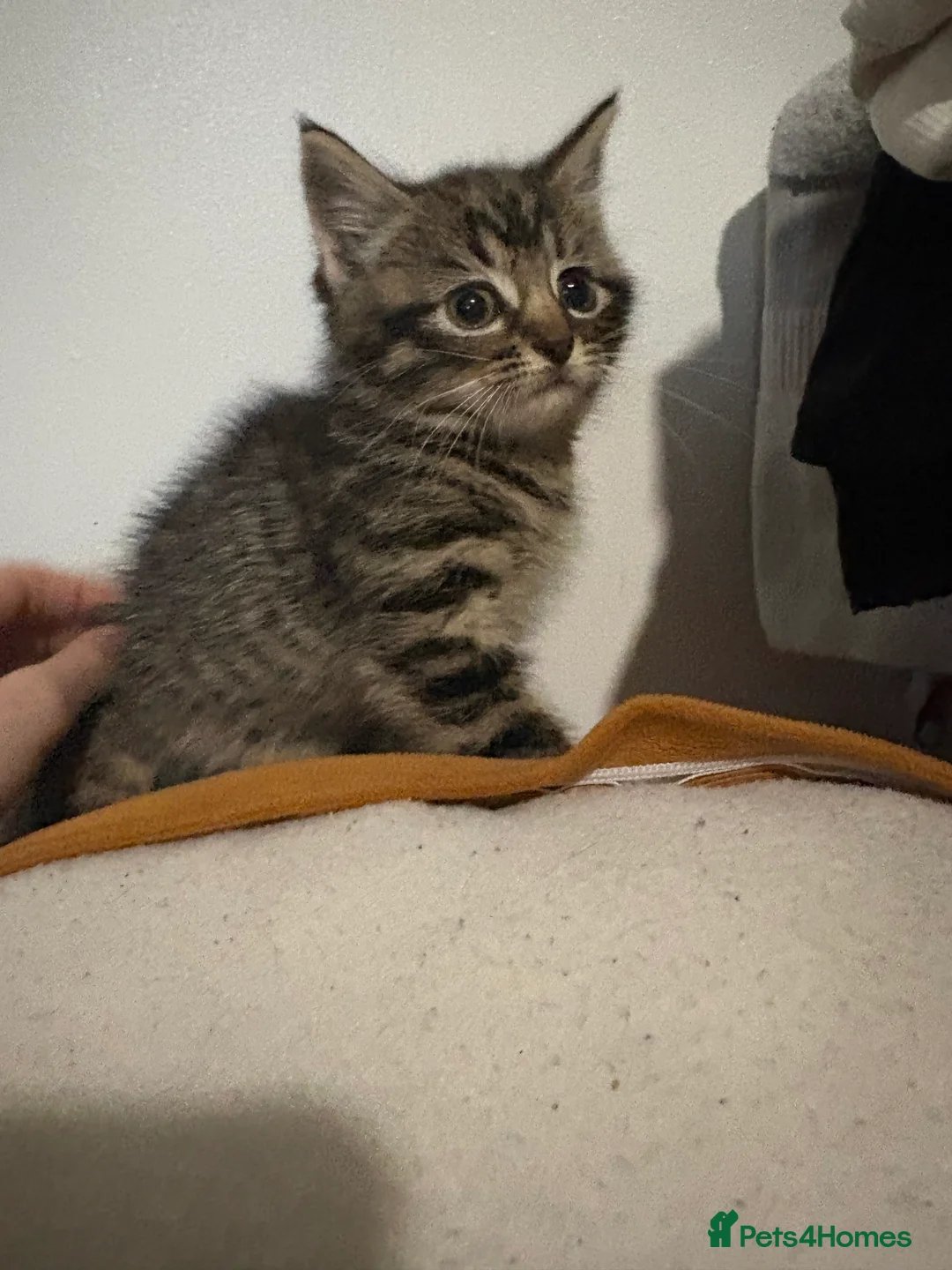 British Shorthair cats for sale: 3 tabby kittens - Advert 2