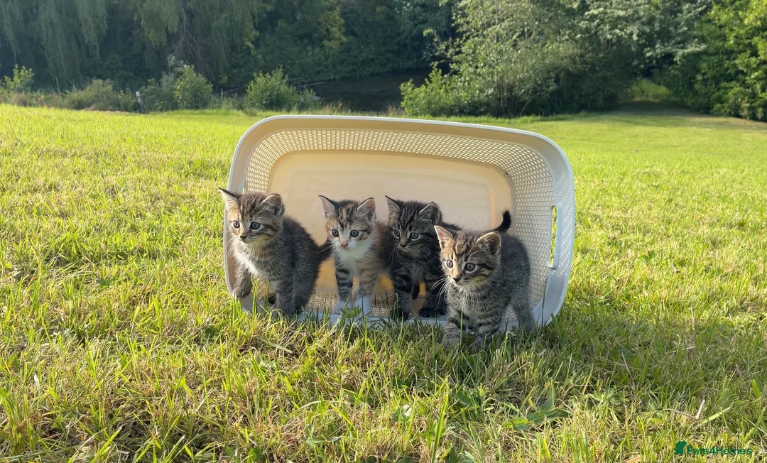 Domestic Shorthair cats for sale: 4 kittens for sale to loving home  - Advert 2