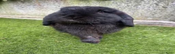Cashmere Lop rabbits for sale: Two boy buns looking for forever home NOT BONDED - Advert 1