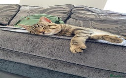 Domestic Shorthair cats for sale: Meet Billa - Advert 3