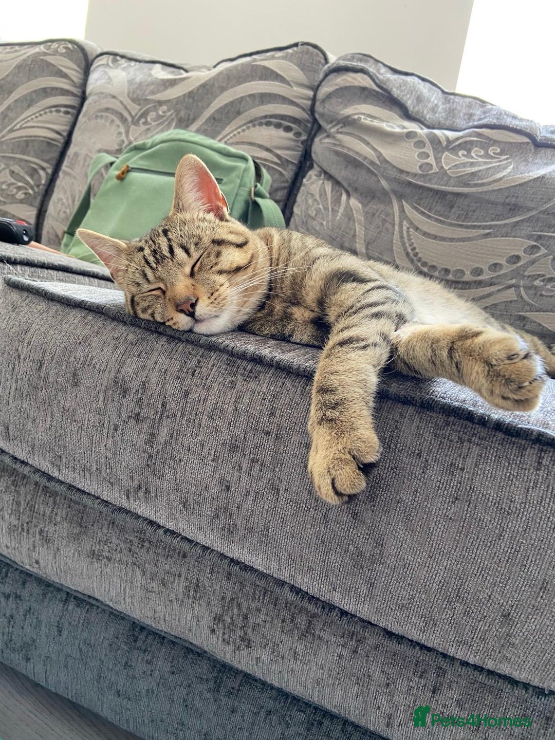 Domestic Shorthair cats for sale: Meet Billa - Advert 3