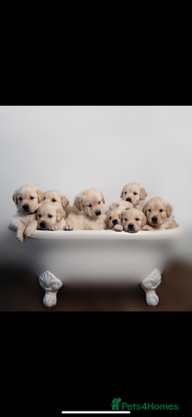 Goldador dogs - Advert 1