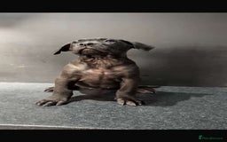 Presa Canario dogs for sale: Presa pups  - Image 1